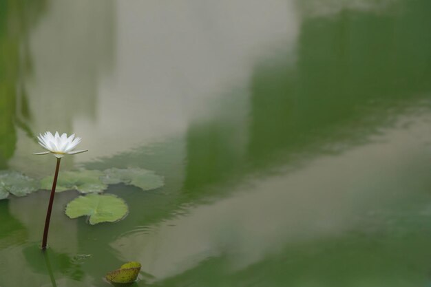 Close-up of flowering plant against lake