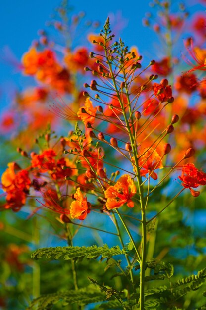 Close-up of flowering plant against orange sky