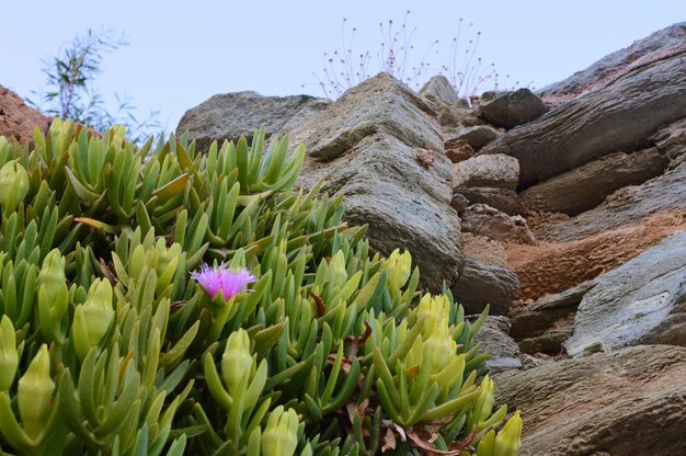 Foto prossimo piano di una pianta da fiore contro la roccia