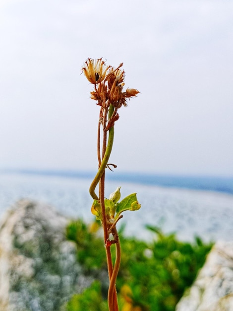 Foto prossimo piano di una pianta a fiori contro il mare