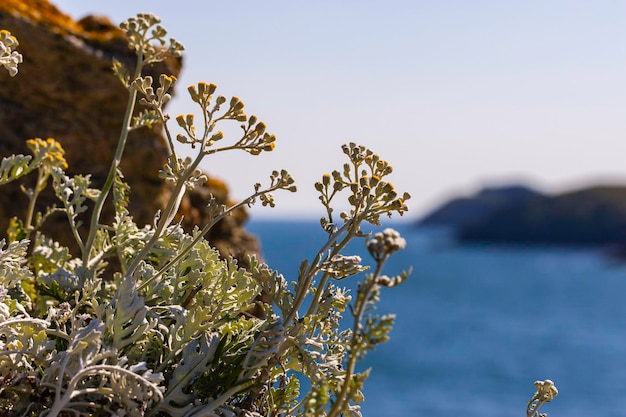 Foto prossimo piano di una pianta a fiori contro il mare
