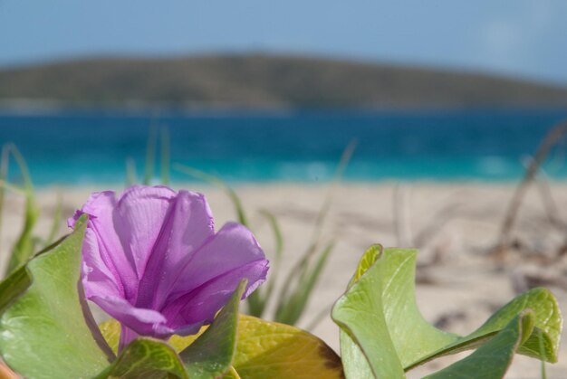 Photo close-up of flowering plant against sea