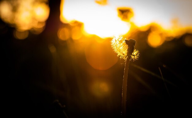 Photo close-up of flowering plant against sky during sunset