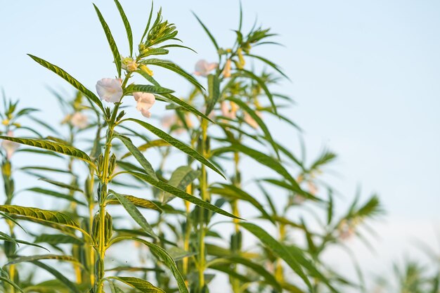 Foto close-up di una pianta in fiore contro il cielo