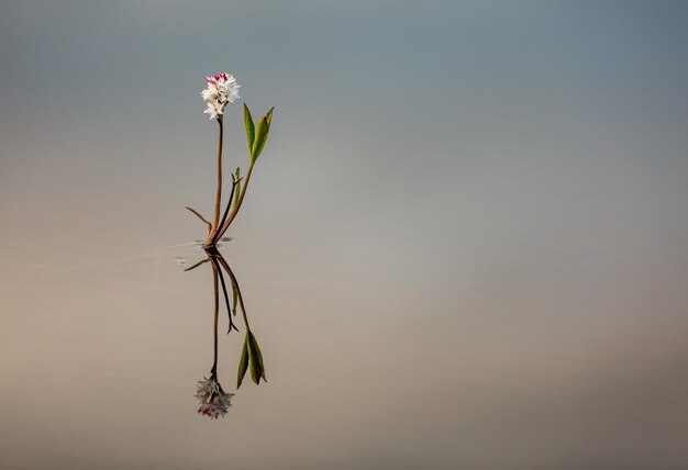 空を背景に花をかせる植物のクローズアップ