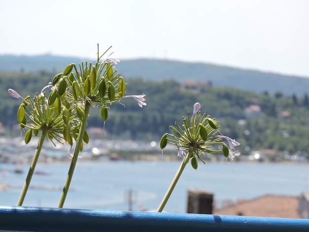 Photo close-up of flowering plant against sky