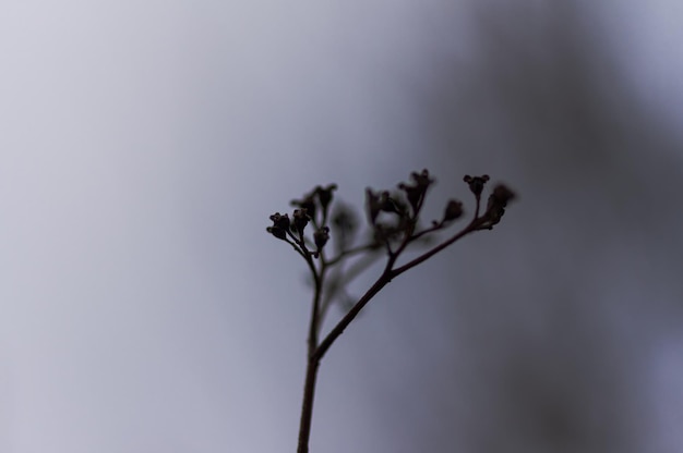 Foto close-up di una pianta in fiore contro il cielo