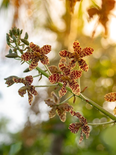 Photo close-up of flowering plant against tree