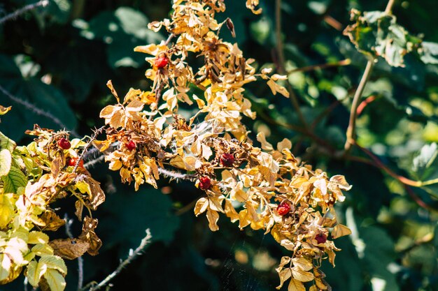 Photo close-up of flowering plant against tree