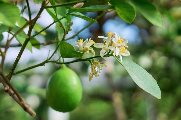 Close-up of flowering plant against tree