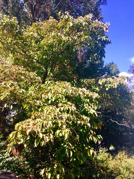 Close-up of flowering plant against trees