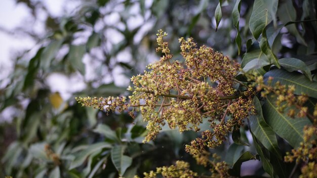 Photo close-up of flowering plant against trees