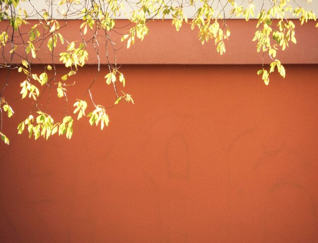 Close-up of flowering plant against wall