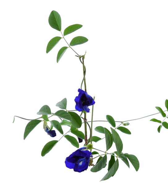 Photo close-up of flowering plant against white background