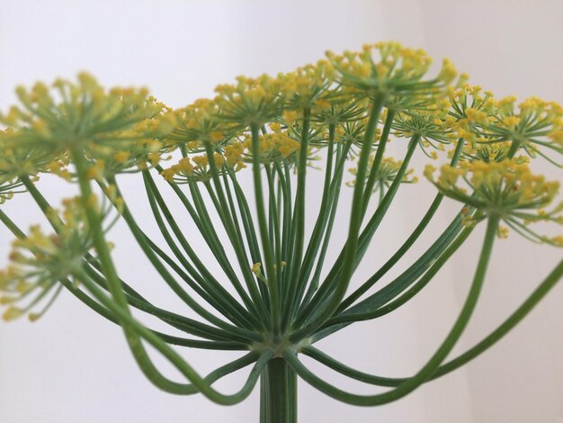 Prossimo piano di una pianta da fiore su uno sfondo bianco