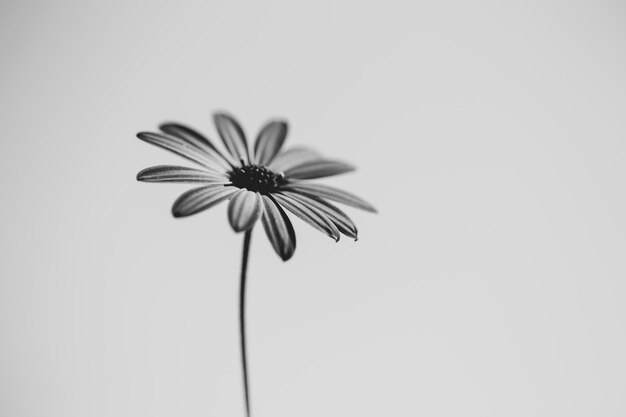 Photo close-up of flowering plant against white background