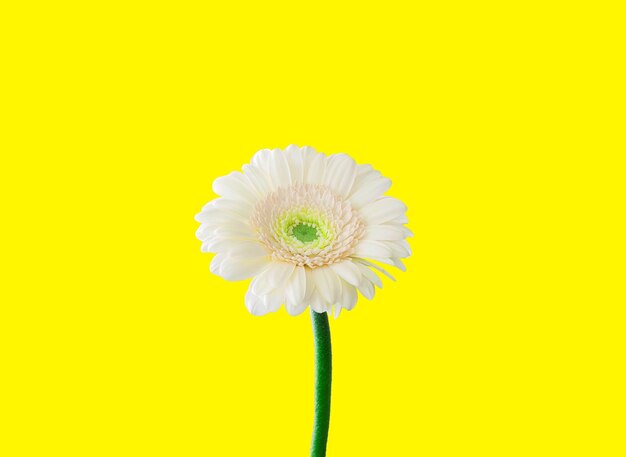 Close-up of flowering plant against yellow background