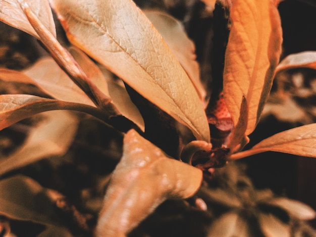 秋に開花する植物のクローズアップ