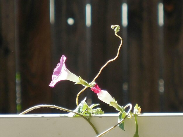 Photo close-up of flowering plant in back yard