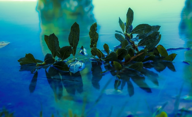 Foto prossimo piano di una pianta da fiore vicino a un lago