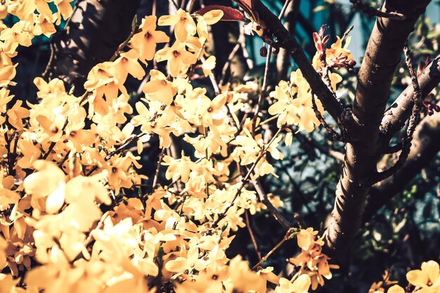 Photo close-up of flowering plant during autumn