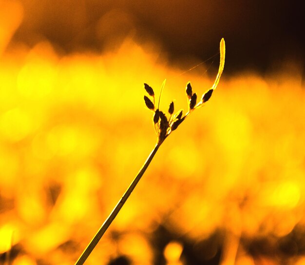 Close-up of flowering plant during sunset