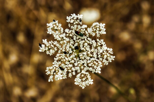 Foto close-up di una pianta da fiore durante l'inverno