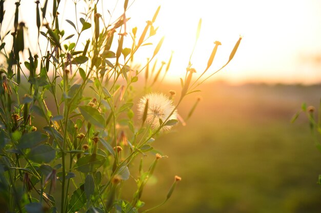 空を背景に畑で花をかせる植物のクローズアップ