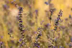 Photo close-up of flowering plant on field during rainy season