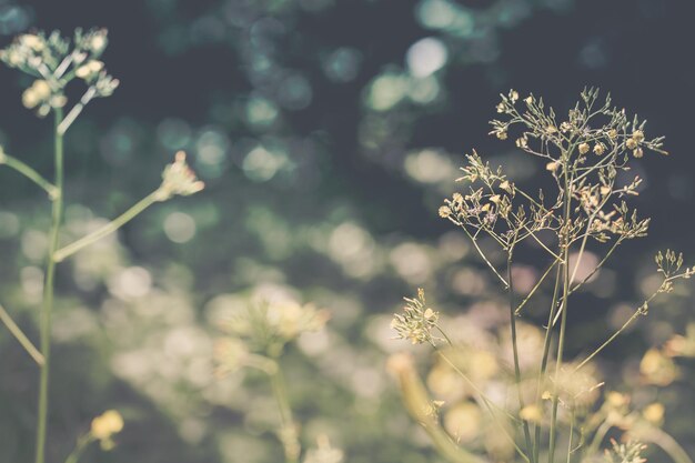 畑で花をかせる植物のクローズアップ