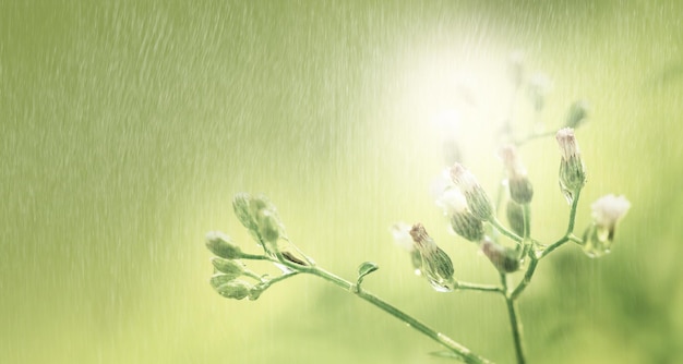 畑で花を ⁇ かせる植物のクローズアップ