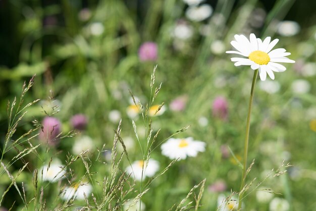 Close-up of flowering plant on field