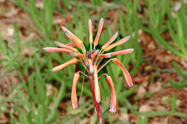 Close-up of flowering plant on field