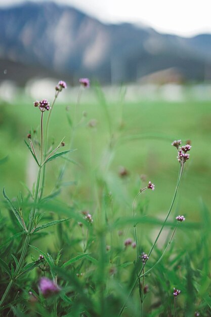 Close-up of flowering plant on field