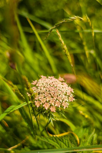 Foto prossimo piano di una pianta da fiore sul campo