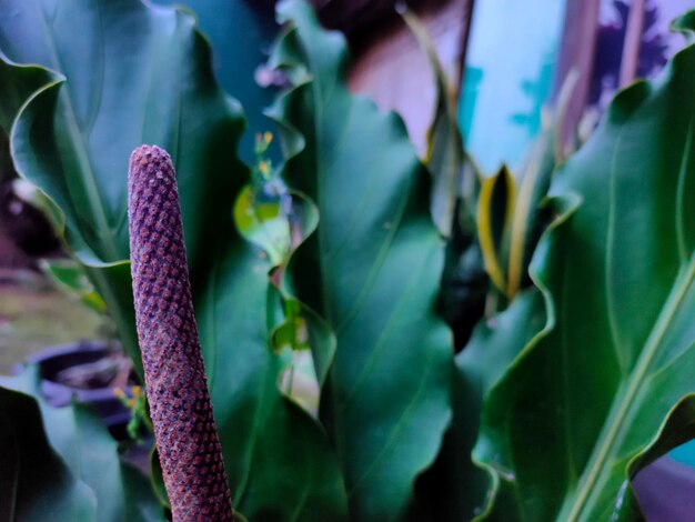 Close-up of flowering plant on field