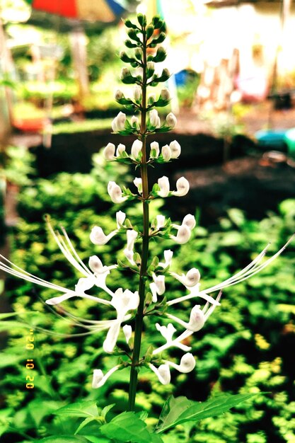 Close-up of flowering plant on field