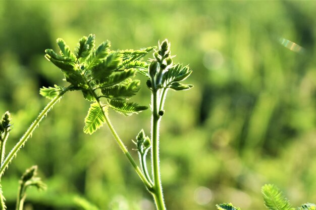 Photo close-up of flowering plant on field