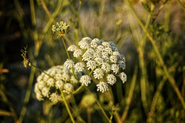 Photo close-up of flowering plant on field