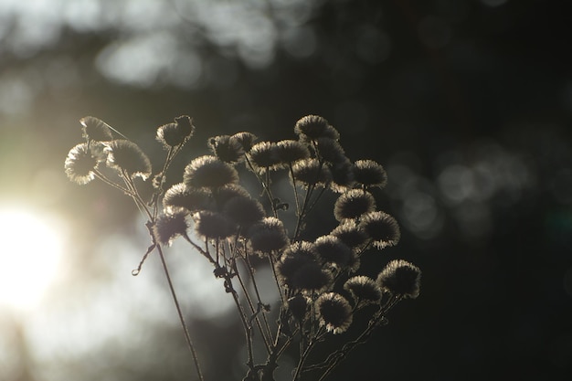 Photo close-up of flowering plant on field