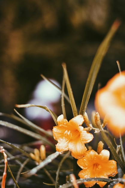 Close-up of flowering plant on field