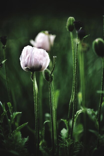 畑で花をかせる植物のクローズアップ