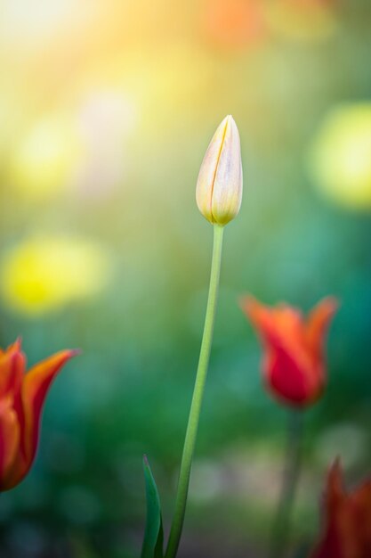 Close-up of flowering plant on field