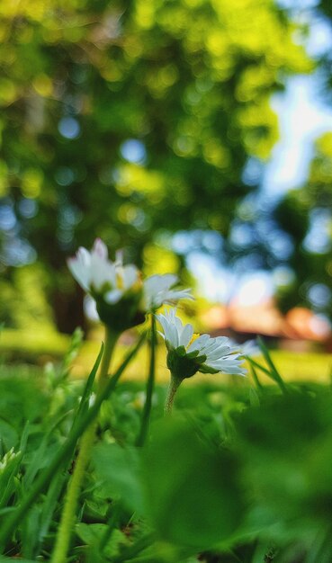 Foto prossimo piano di una pianta da fiore sul campo