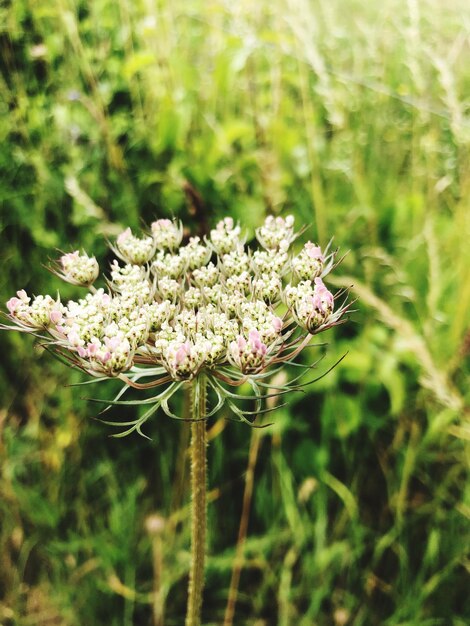 Photo close-up of flowering plant on field