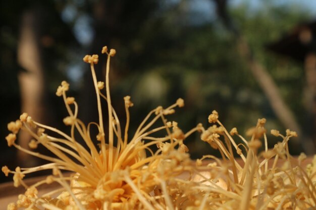 畑で花を ⁇ かせる植物のクローズアップ