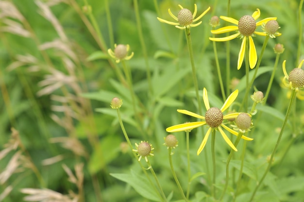 Photo close-up of flowering plant on field