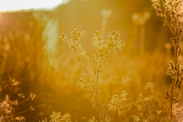 Close-up of flowering plant on field