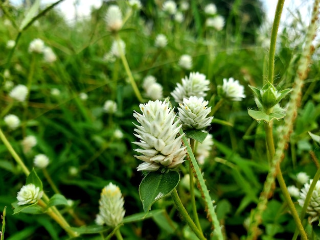 Close-up of flowering plant on field