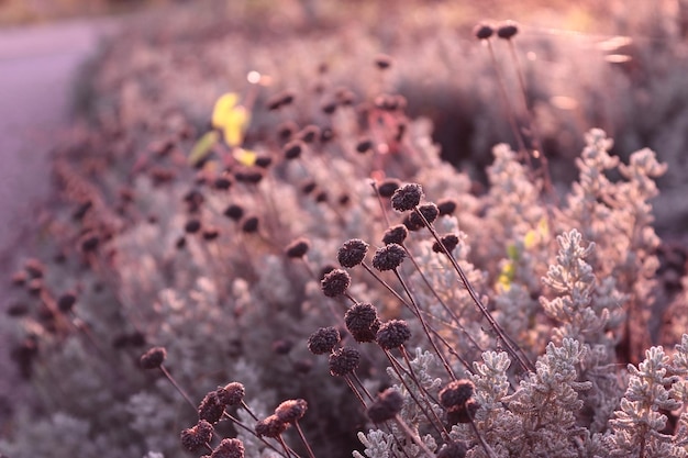 畑で花をかせる植物のクローズアップ